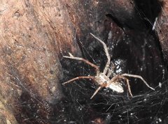 Dendrolycosa robusta