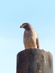 Rupornis magnirostris