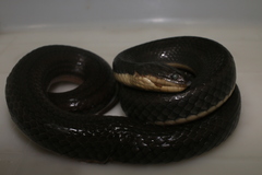 Helicops carinicaudus