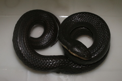 Helicops carinicaudus