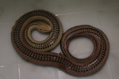 Helicops carinicaudus