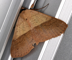 Ophyx ochroptera