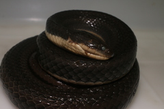 Helicops carinicaudus