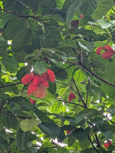 Sterculia oblongata observed 2025-07-08