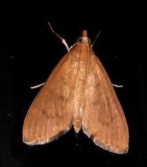 Protonoceras mitis