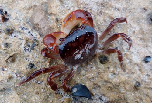 Cyclograpsus audouinii in life