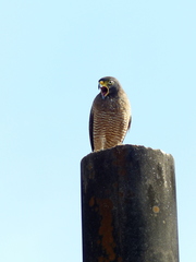 Rupornis magnirostris