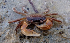 Cyclograpsus audouinii