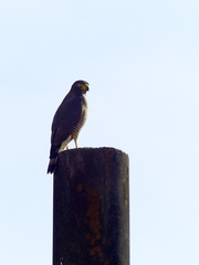 Rupornis magnirostris