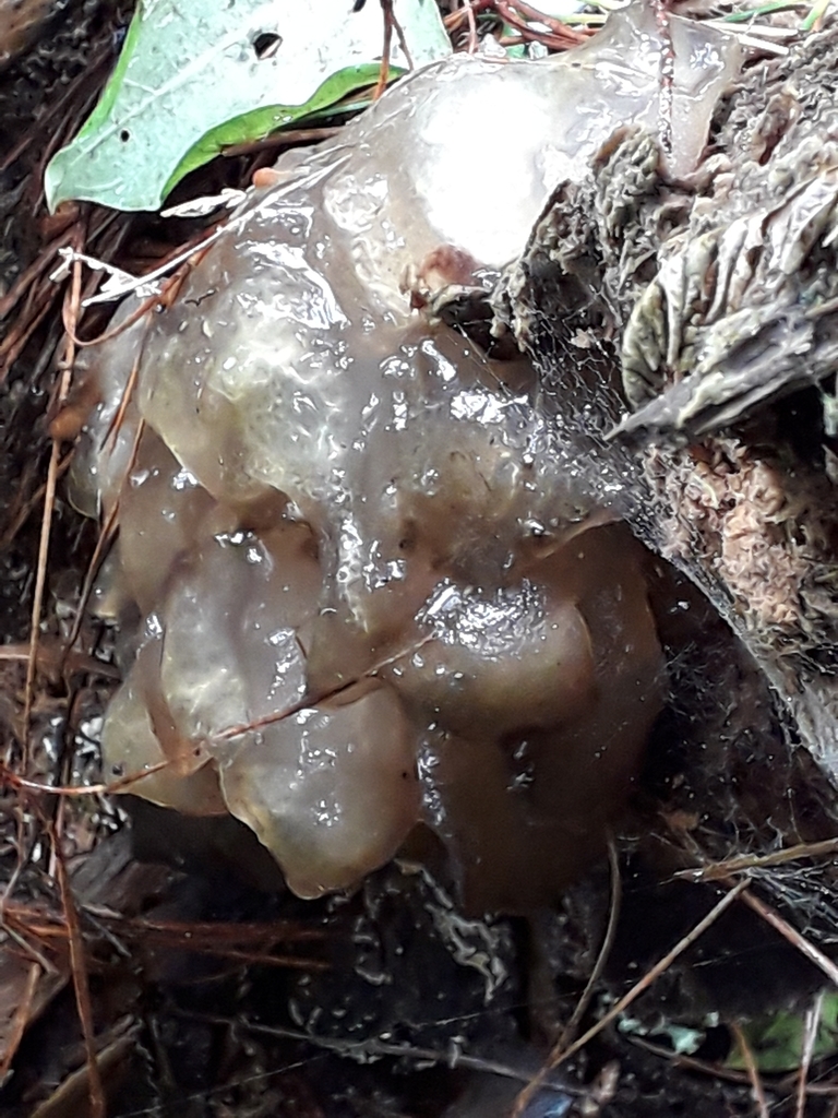 Crystal Brain Fungus from Okere Falls, New Zealand on October 12, 2019 at 1102 AM by Liam Wynn