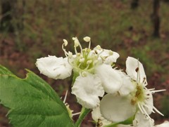 Crataegus collina