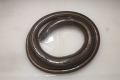 Ophiodes fragilis