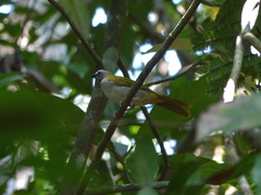 Saltator maximus