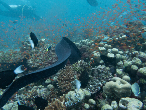 Giant Moray — seen at this dive site