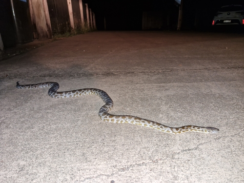 Cape York Spotted Python sighting