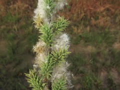 Salix humilis tristis