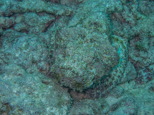 Reef Stonefish — seen at this dive site
