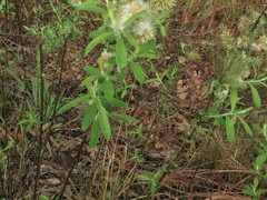 Salix humilis tristis