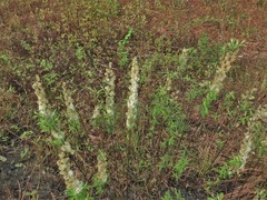 Salix humilis tristis