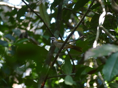 Saltator maximus