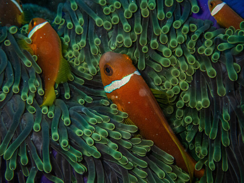 Blackfin Anemonefish — seen at this dive site