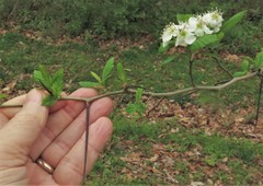 Crataegus collina