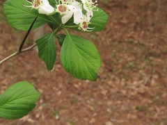 Crataegus collina