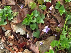 Viola affinis