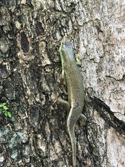 Dasia olivacea