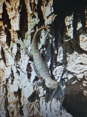 Sceloporus uniformis