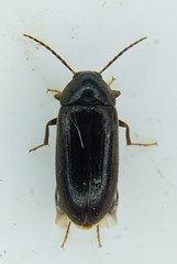 Hymenorus