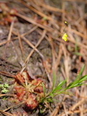 Drosera