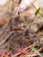 Drosera