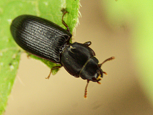 Usual Bark-gnawing Beetle
