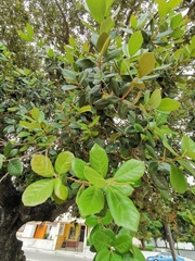 Quercus oleoides