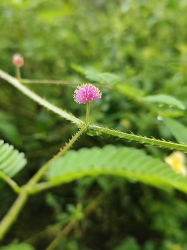 Mimosa candollei (Mimosa candollei)
