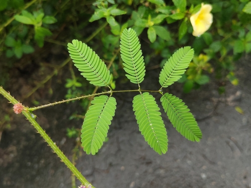 Mimosa candollei, photograph 6