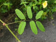 Mimosa candollei, photograph (c) Eli, some rights reserved (CC BY)