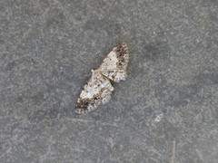 Stenalcidia latimedia