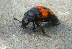 Nicrophorus hebes