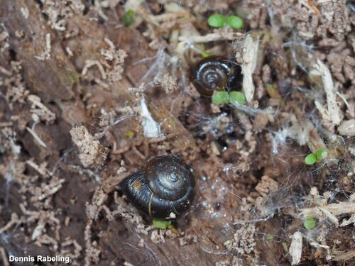 Black Gloss Snail, Vlaardingen, Netherlands, photo 10 of 10