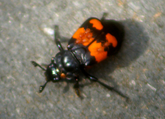 Nicrophorus hebes
