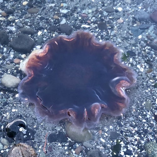Pacific Lion's Mane Jelly, photo 4 of 10