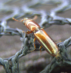 Corticotomus