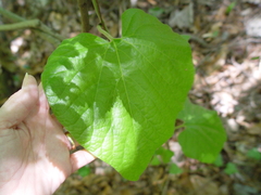 Aristolochia tomentosa