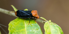 Gynopygoplax walkeri