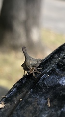 Glossonotus acuminatus