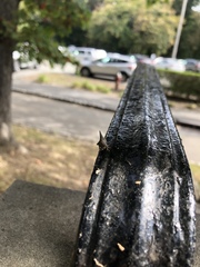 Glossonotus acuminatus