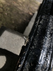 Glossonotus acuminatus