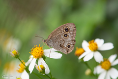 Ypthima multistriata